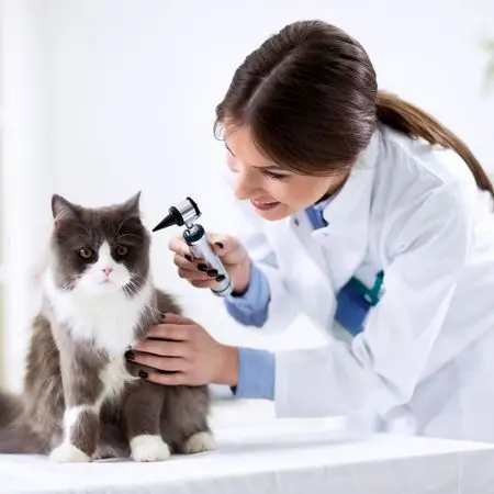 veterinarian search engine optimization
